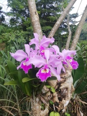 Cattleya warscewiczii