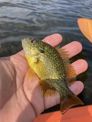Lepomis gibbosus × cyanellus