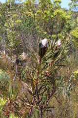 Protea longifolia