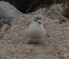 Charadrius marginatus marginatus