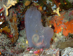 Ascidia mentula