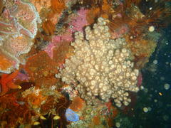 Eunephthya thyrsoidea