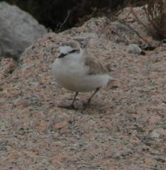 Charadrius marginatus marginatus