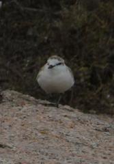 Charadrius marginatus marginatus