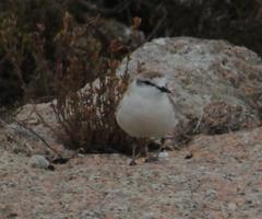 Charadrius marginatus marginatus