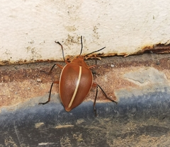 Ellipticus dorbignyi