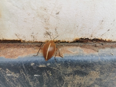 Ellipticus dorbignyi