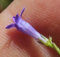 Siphocodon spartioides