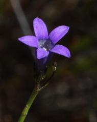 Siphocodon spartioides