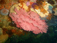 Melithaea rubra