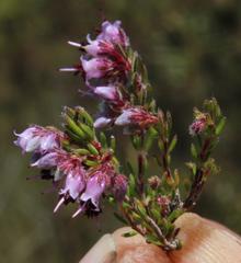 Erica nudiflora