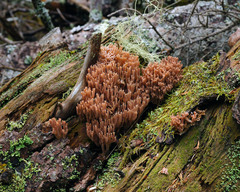 Ramaria rubella