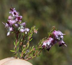 Erica nudiflora