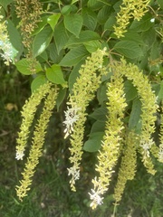 Ledenbergia peruviana