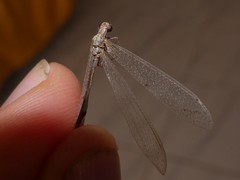 Neuroleon arenarius