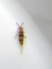 Entomobrya triangularis