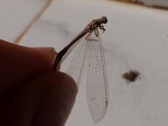 Neuroleon arenarius