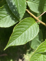 Ledenbergia peruviana