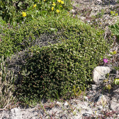 Diosma guthriei