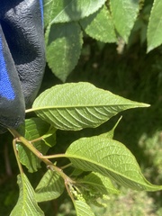 Ledenbergia peruviana