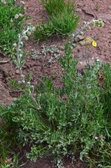 Artemisia scopulorum