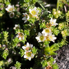 Diosma guthriei