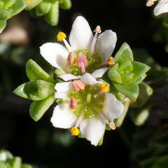 Diosma guthriei