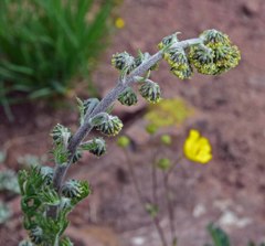 Artemisia scopulorum