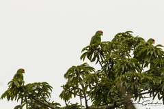 Amazona viridigenalis
