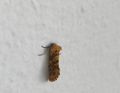 Chrysoecia dela