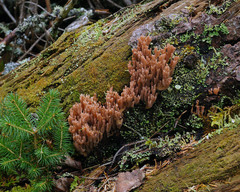 Ramaria rubella