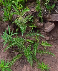 Cirsium osterhoutii