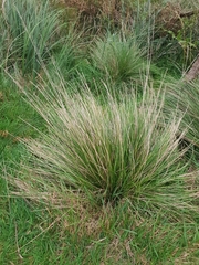 Poa labillardierei labillardierei