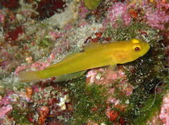 Gobius auratus