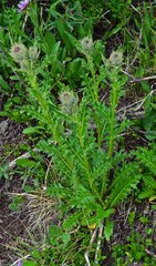 Cirsium osterhoutii
