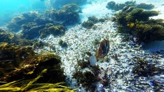 Eubalichthys mosaicus