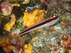 Gobius vittatus