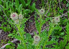 Cirsium osterhoutii