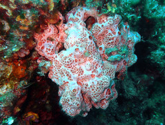 Hemimycale columella