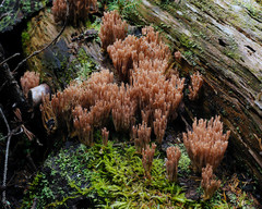 Ramaria rubella