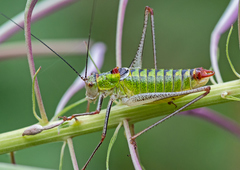 Poecilimon thoracicus