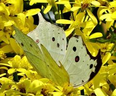 Protogoniomorpha parhassus