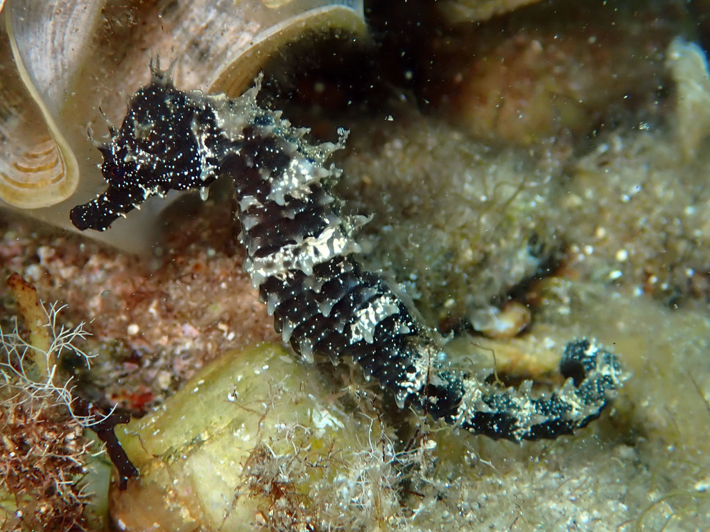 Long-Snouted Seahorse
