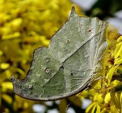 Protogoniomorpha parhassus
