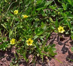 Ranunculus inamoenus