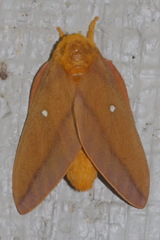 Anisota discolor