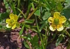 Ranunculus inamoenus