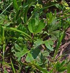 Ranunculus inamoenus