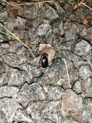 Abax parallelepipedus