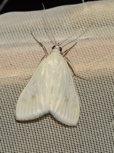 Sitochroa palealis